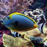 Naso elegans (dorsale orange) : 16-20 cm