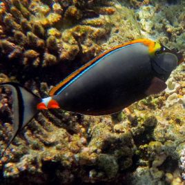 Naso elegans (dorsale orange) : 25 cm  