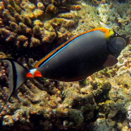 Naso elegans (dorsale orange) : 25 cm  