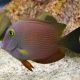 Ctenochaetus Truncatus 3-5 cm 37,50 €