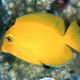 Ctenochaetus Truncatus 3-5 cm 37,50 €