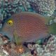 Ctenochaetus Truncatus 3-5 cm 37,50 €