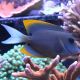 Ctenochaetus tominiensis 3-4 cm 39,50 €