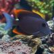 Ctenochaetus tominiensis 3-4 cm 39,50 €