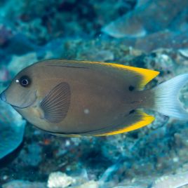 Ctenochaetus Tominiensis 10-14 cm 