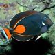 Acanthurus Achilles : 10-12 cm*  475,00 €