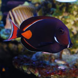 Acanthurus Achilles : 10-12 cm*  475,00 €