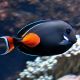 Acanthurus Achilles* 15-20 cm 695,00 €