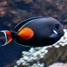 Acanthurus Achilles* 15-18 cm