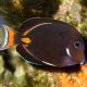 Acanthurus Achilles* 15-18 cm 695,00 €