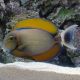 Acanthurus Bariene 4-7 cm 127,50 €