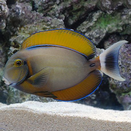 Acanthurus Bariene 4-7 cm 127,50 €