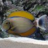 Acanthurus Bariene 4-7 cm