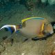 Acanthurus Bariene 12-17 cm 239,50 €
