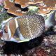 acanthurus guttatus taille 6-8 cm (rare) 337,50 €