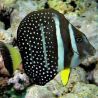 Acanthurus guttatus taille 12-15 cm (rare)
