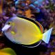 Acanthurus Japonicus : 6-8 cm  