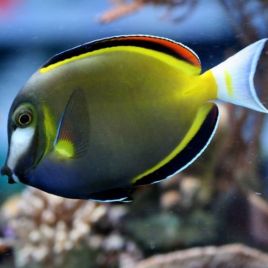 Acanthurus Japonicus : 9-12 cm  