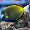 Acanthurus Japonicus : 8-10 cm  