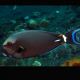Acanthurus Leucocheilus 7-10 cm 97,50 €