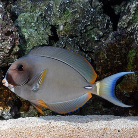Acanthurus Leucocheilus 7-10 cm 97,50 €