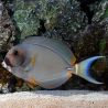 Acanthurus Leucocheilus 7-10 cm