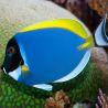 Acanthurus leucosternon : 13 à 15 cm*