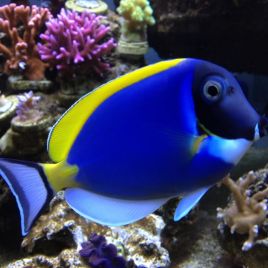 Acanthurus leucosternon : 5-8 cm*  69,50 €