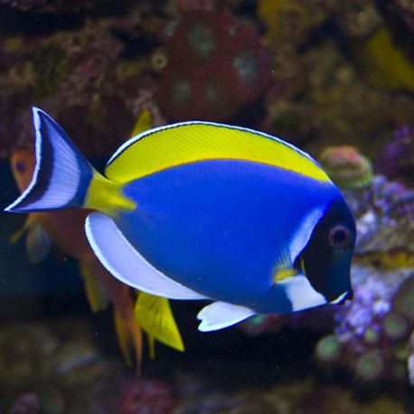 Acanthurus leucosternon : 8 à 10 cm*  79,50 €