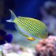 Acanthurus lineatus : 3-5 cm  47,50 €