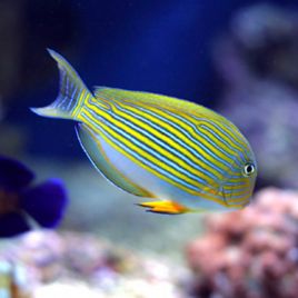 Acanthurus lineatus : 3-5 cm  47,50 €