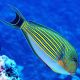 Acanthurus lineatus : 3-5 cm  47,50 €