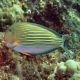 Acanthurus lineatus : 3-5 cm  47,50 €