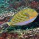Acanthurus lineatus : 3-5 cm  47,50 €
