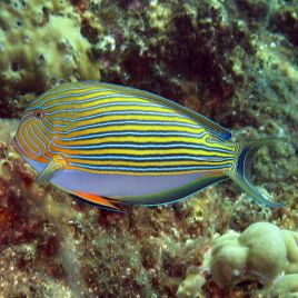 Acanthurus lineatus : 6 à 8 cm  