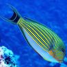 Acanthurus lineatus : 9 à 12 cm