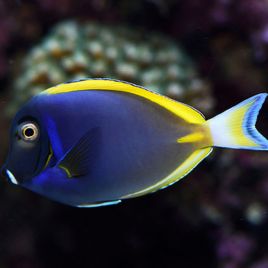 Acanthurus hybride (leucosternon X nigricans) 8-10 cm 107,00 €