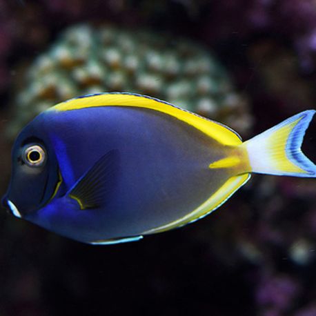 Acanthurus hybride (leucosternon X nigricans) 8-10 cm 107,00 €