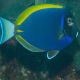 Acanthurus hybride (Leucosternon X Nigricans) 9-12 cm 159,50 €