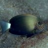 Acanthurus maculiceps  4-6 cm