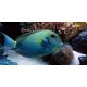 Acanthurus maculiceps 4-6 cm 129,50 €