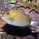 Acanthurus maculiceps 4-6 cm 129,50 €
