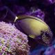 Acanthurus maculiceps 10-15 cm 205,00 €
