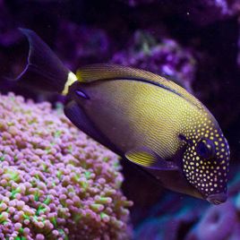 Acanthurus maculiceps 10-15 cm 205,00 €