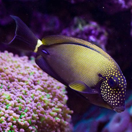 Acanthurus maculiceps 10-15 cm 205,00 €