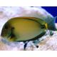 Acanthurus maculiceps 10-15 cm 205,00 €