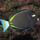 Acanthurus nigricans : 5 à 8 cm 79,50 €