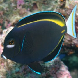 Acanthurus nigricans : 5 à 8 cm  