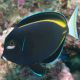 Acanthurus nigricans : 8-10 cm  