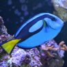 Paracanthurus hepatus : 2.5-4 cm
